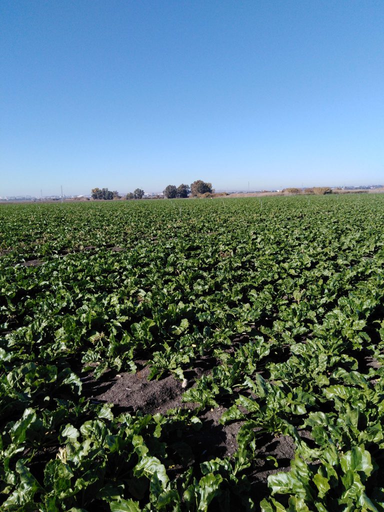ESTADO FENOLÓGICO DEL CULTIVO