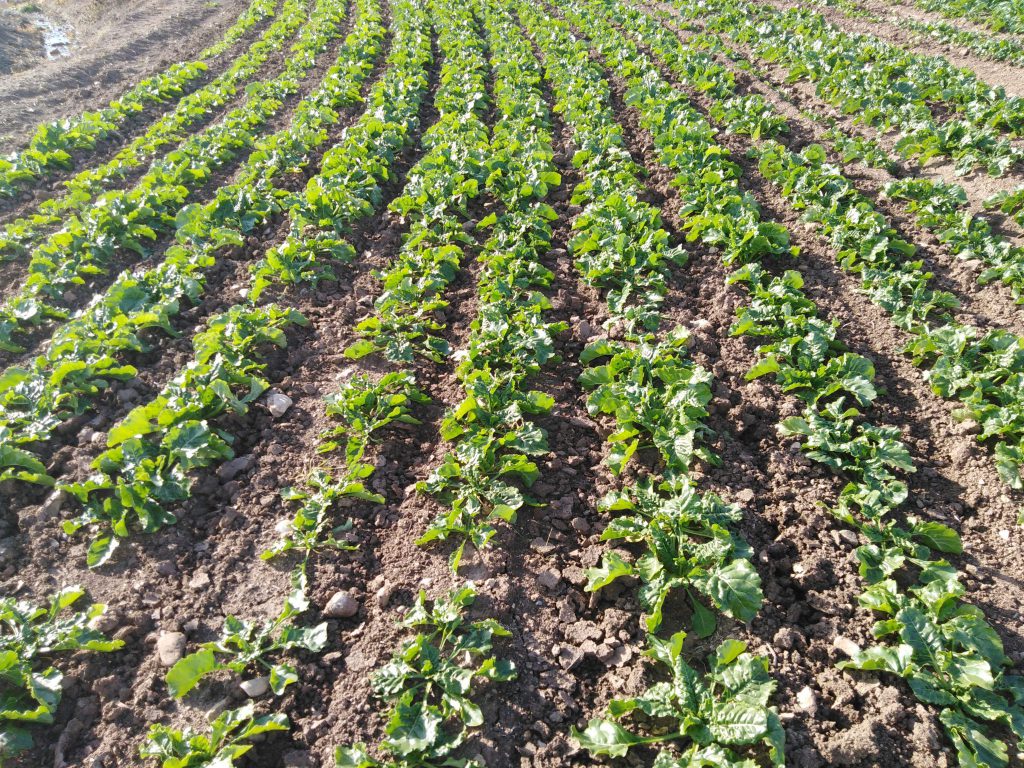 Imagen MATERIAS ACTIVAS Y AUTORIZACIONES EXCEPCIONALES