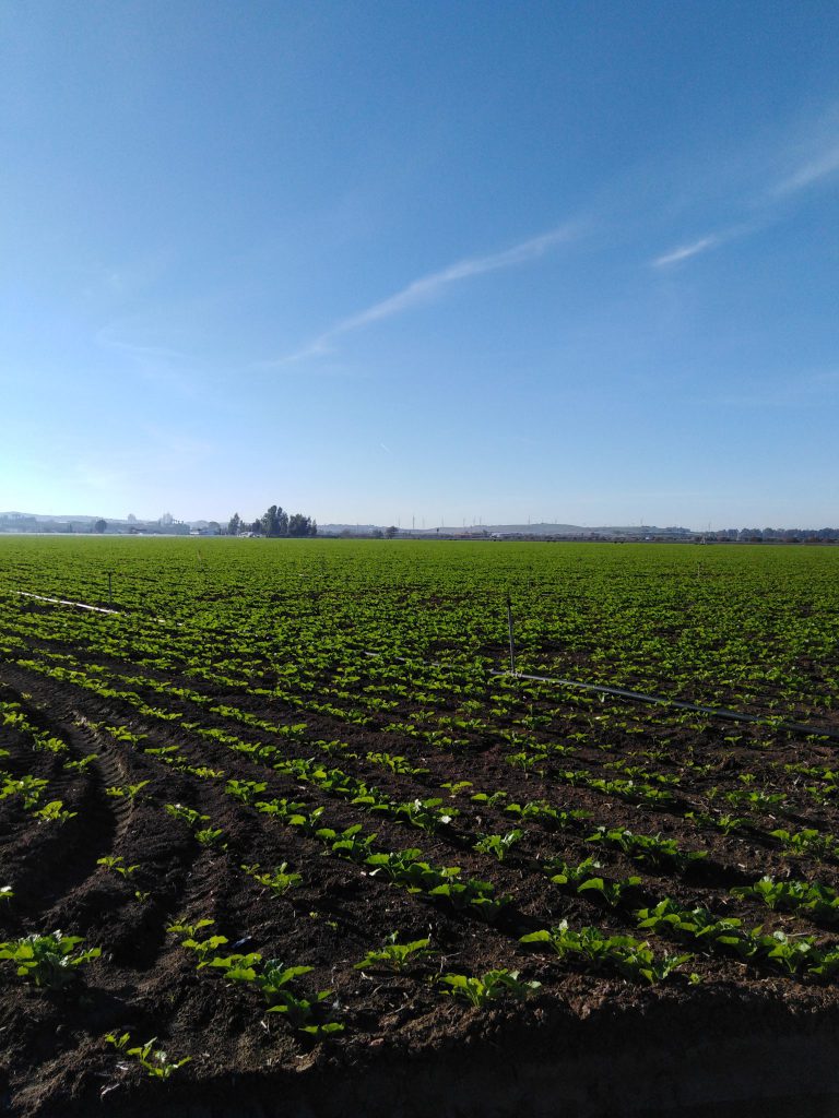 ESTADO FENOLÓGICO DEL CULTIVO