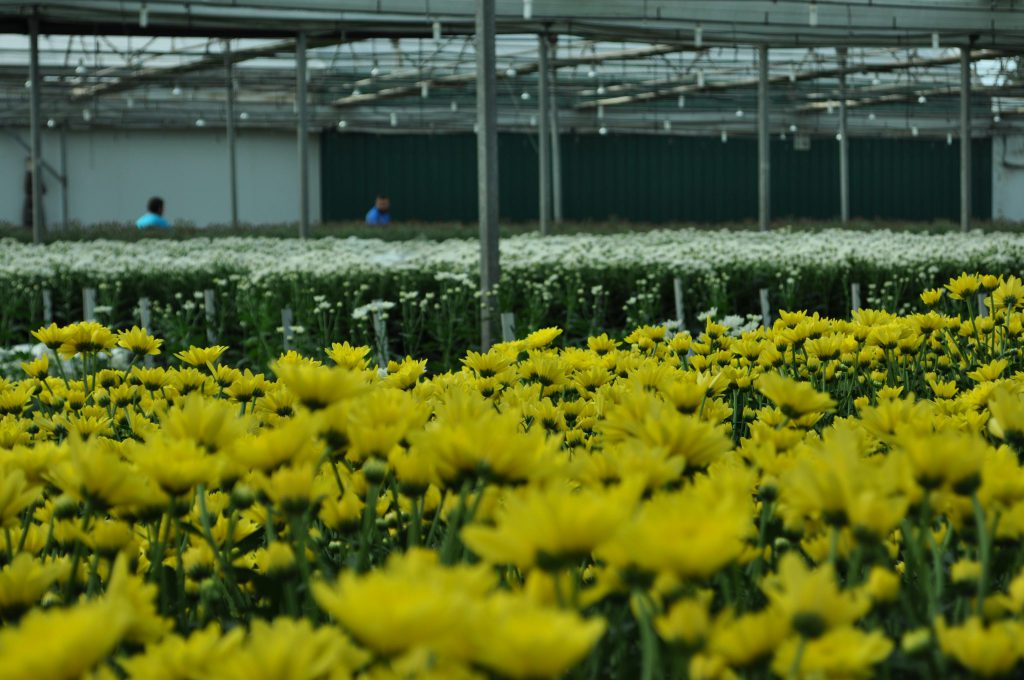 Imagen AMPLIACIÓN PLAZO: AYUDAS A INVERSIONES DIRIGIDAS A CULTIVOS INTENSIVOS MEDIANTE SUSTITUCIÓN DE INVERNADERO