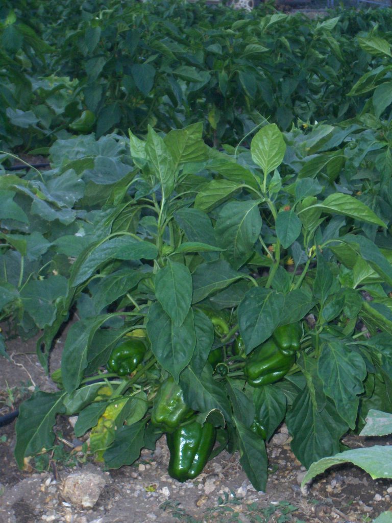 AUTORIZACIÓN PROVISIONAL: FITOSANITARIO LUNA SENSATION PARA LECHUGA AL AIRE LIBRE Y PIMIENTO