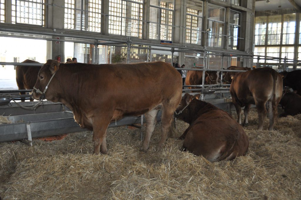 Imagen NORMAS PARA FABRICACIÓN, COMERCIALIZACIÓN Y USO DE PIENSOS MEDICAMENTOSOS