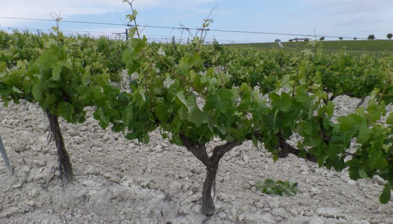 AUTORIZACIONES DE PLANTACIÓN DE VIÑEDO: ABIERTO EL PERIODO PARA SU SOLICITUD