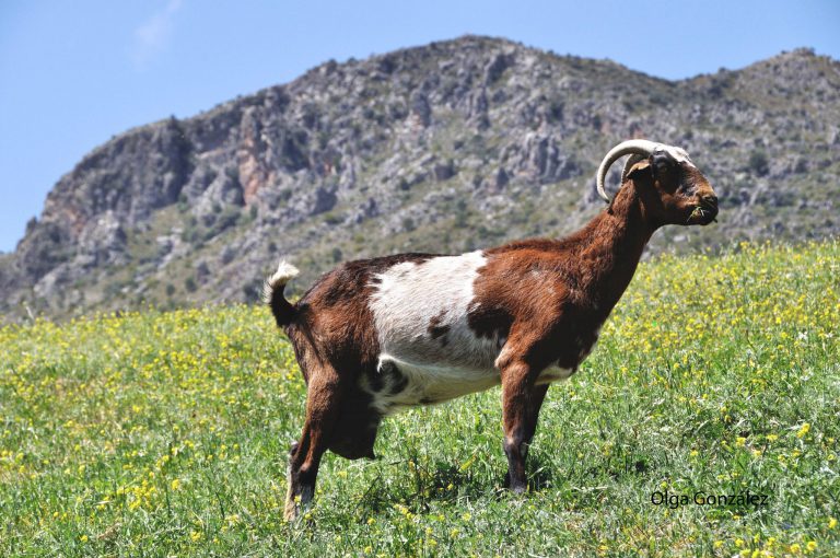 ANIMALES CON DERECHO A AYUDAS PAC