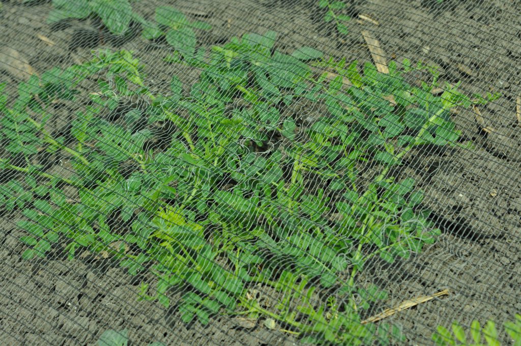 Imagen AMPLIACIÓN EXCEPCIONAL DE SIEMBRA DE LEGUMINOSAS