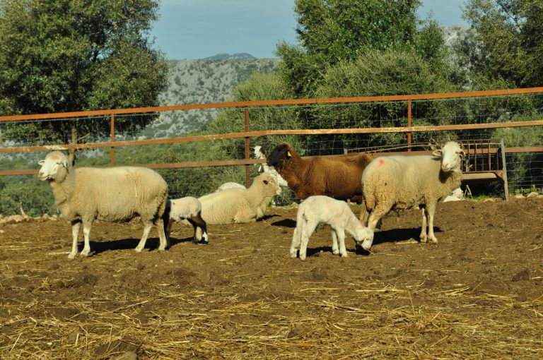 ANDALUCÍA OFICIALMENTE LIBRE DE BRUCELOSIS BOVINA, OVINA Y CAPRINA