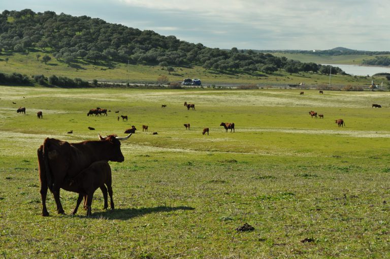 EXTENSIÓN DEL ACUERDO INTERPROFESIONAL DE CARNE DE VACUNO