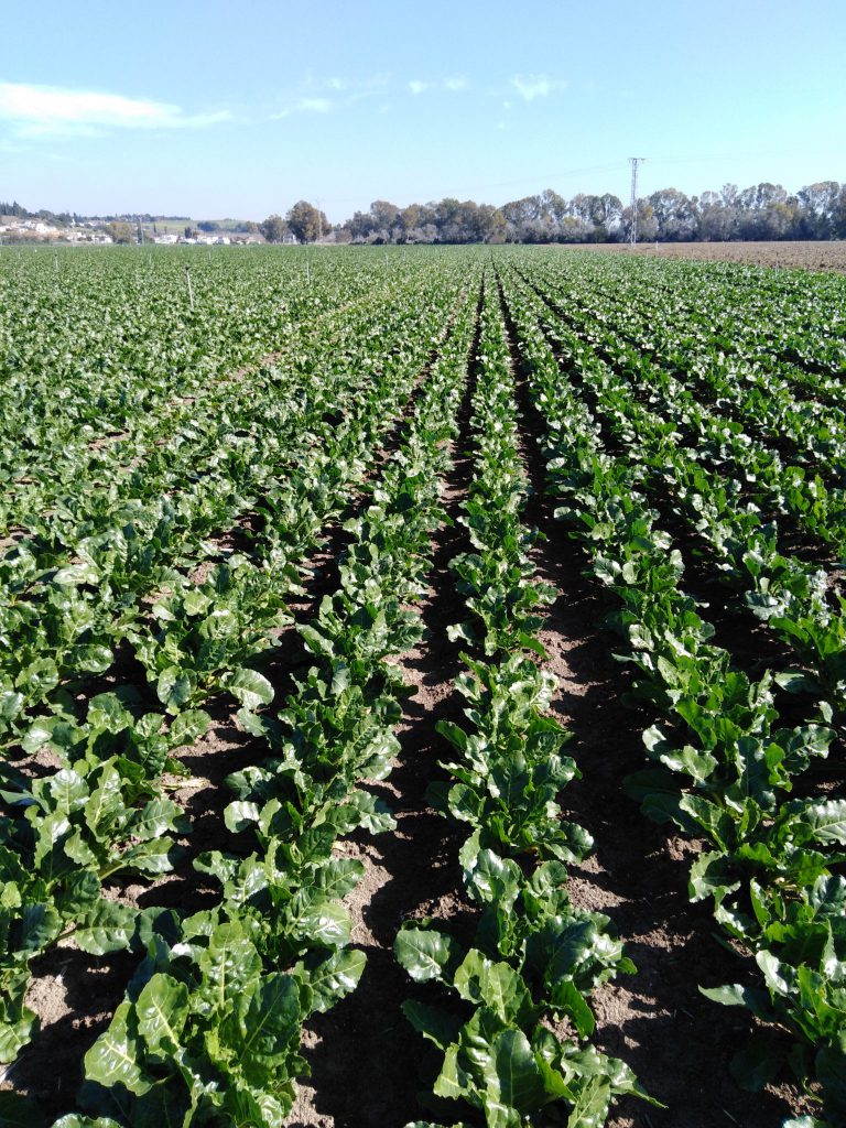 ESTADO FENOLÓGICO DEL CULTIVO