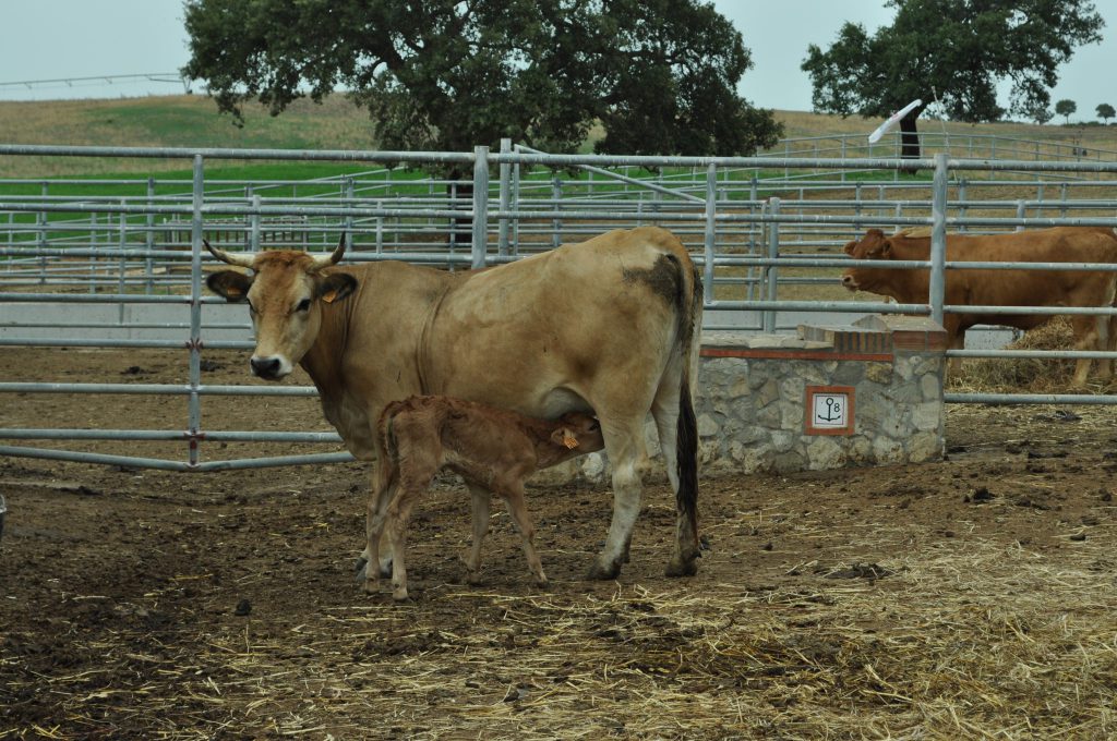 Imagen BROTE FIEBRE AFTOSA EN MARRUECOS