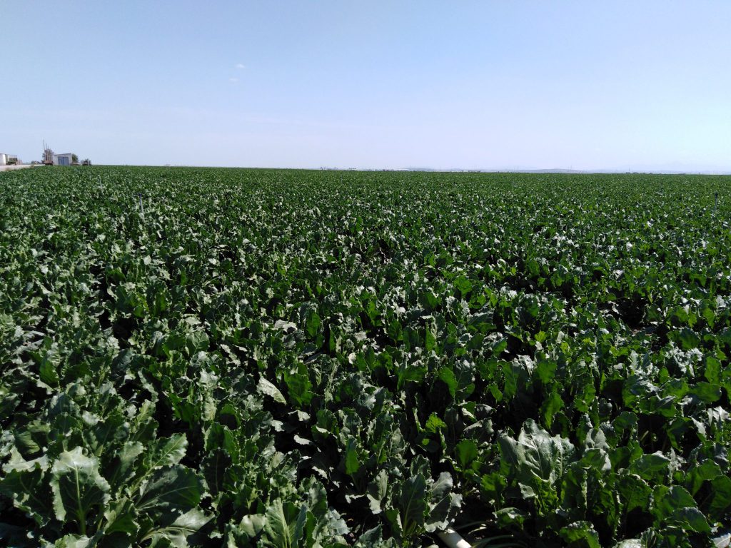 Imagen ESTADO FENOLÓGICO DEL CULTIVO