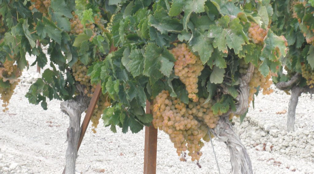 Imagen AUTORIZACIONES PROVISIONALES