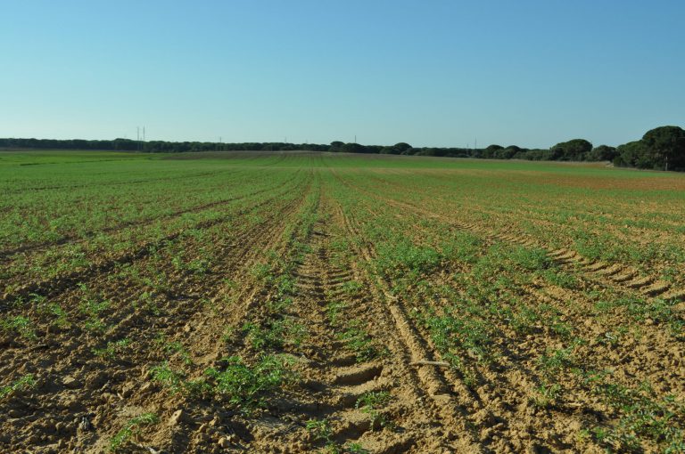 Asaja-Cádiz traslada a Madrid la situación de sequía de la provincia