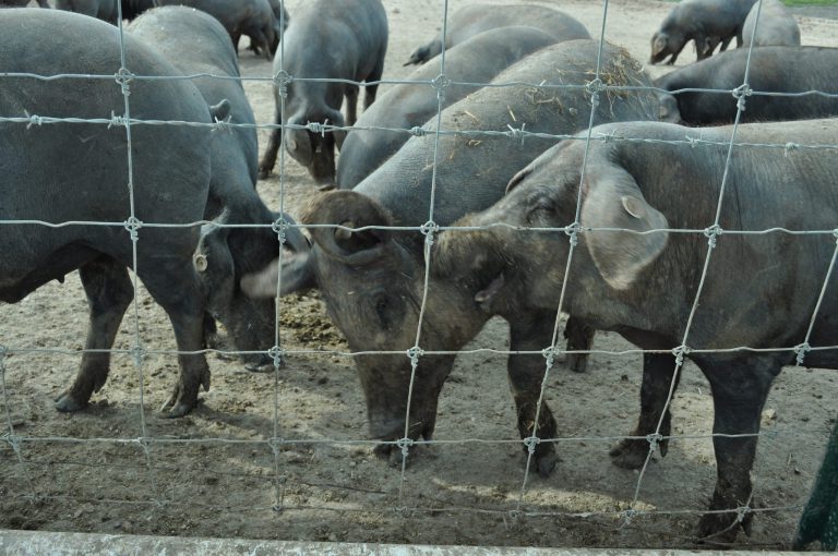 PORCINO: REAL DECRETO PARA CRÍA Y COMERCIO