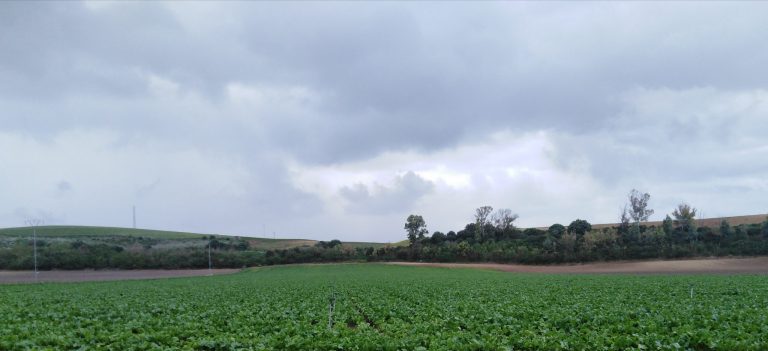 ESTADO FENOLÓGICO DEL CULTIVO