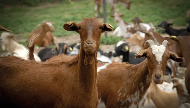 MEDIDAS A TOMAR PARA LA IMPORTACIÓN Y EXPORTACIÓN  DE PRODUCTOS GANADEROS  ENTRE ESPAÑA Y REINO UNIDO