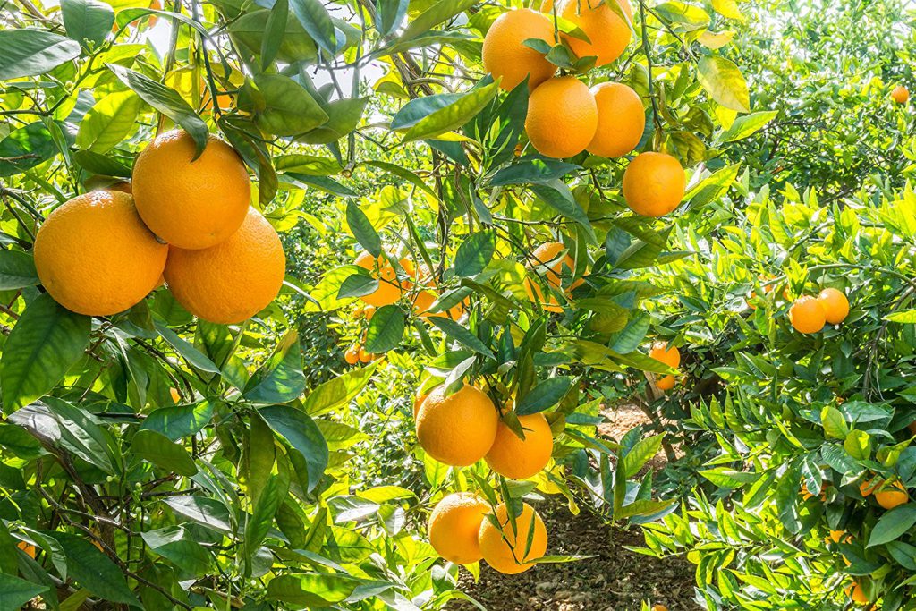 Imagen RECORDATORIO SEGUROS