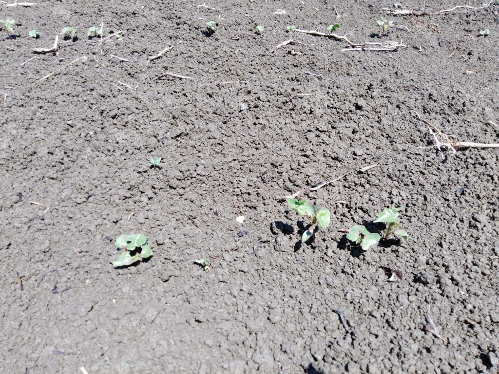 Imagen ESTADO FENOLÓGICO DEL CULTIVO