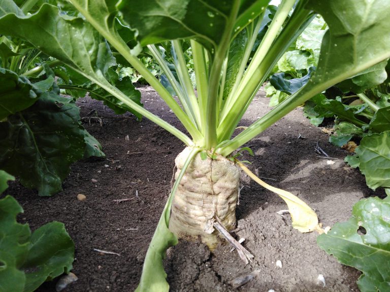 ESTADO FENOLÓGICO DEL CULTIVO