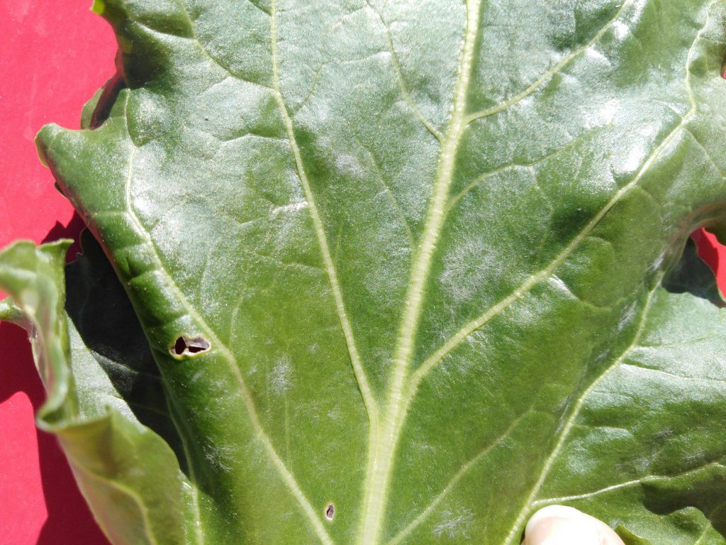 Imagen INCIDENCIAS: PLAGAS Y ENFERMEDADES