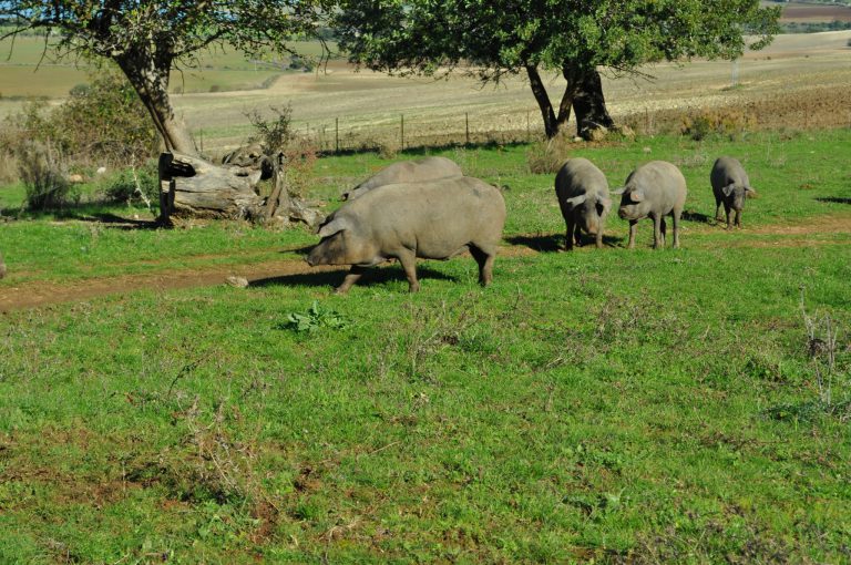 RESOLUCIÓN PLAN DE PARTICIPACIÓN EXPLOTACIONES GANADERAS PORCINO IBÉRICO