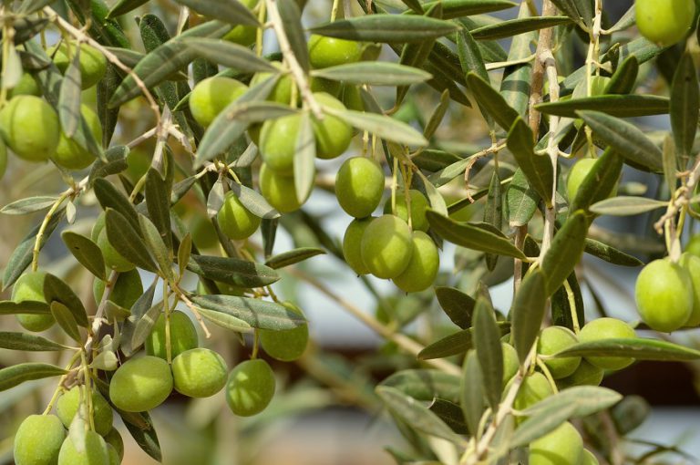 AUTORIZACIONES EXCEPCIONALES PARA EL CULTIVO DEL OLIVO