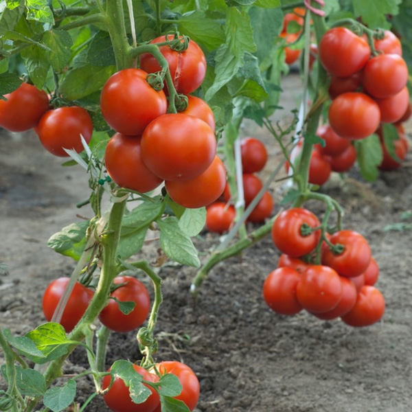 PLAN ESTRATÉGICO PARA MEJORAR LA COMPETITIVIDAD DEL SECTOR AGRÍCOLA, GANADERO, PESQUERO Y AGROINDUSTRIAL Y DEL DESARROLLO RURAL DE ANDALUCÍA 2020-2022: INFORMACIÓN PÚBLICA