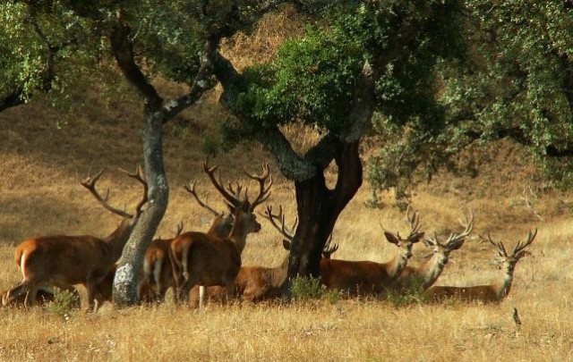 PUBLICACIÓN DE LOS PERÍODOS HÁBILES DE CAZA EN ANDALUCÍA PARA LA TEMPORADA 2020/2021