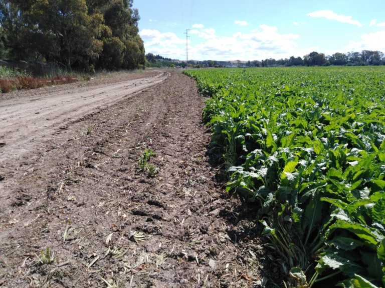 ESTADO FENOLÓGICO DEL CULTIVO