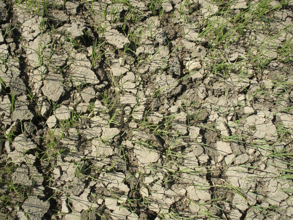 Imagen ESTADO FENOLÓGICO DEL CULTIVO