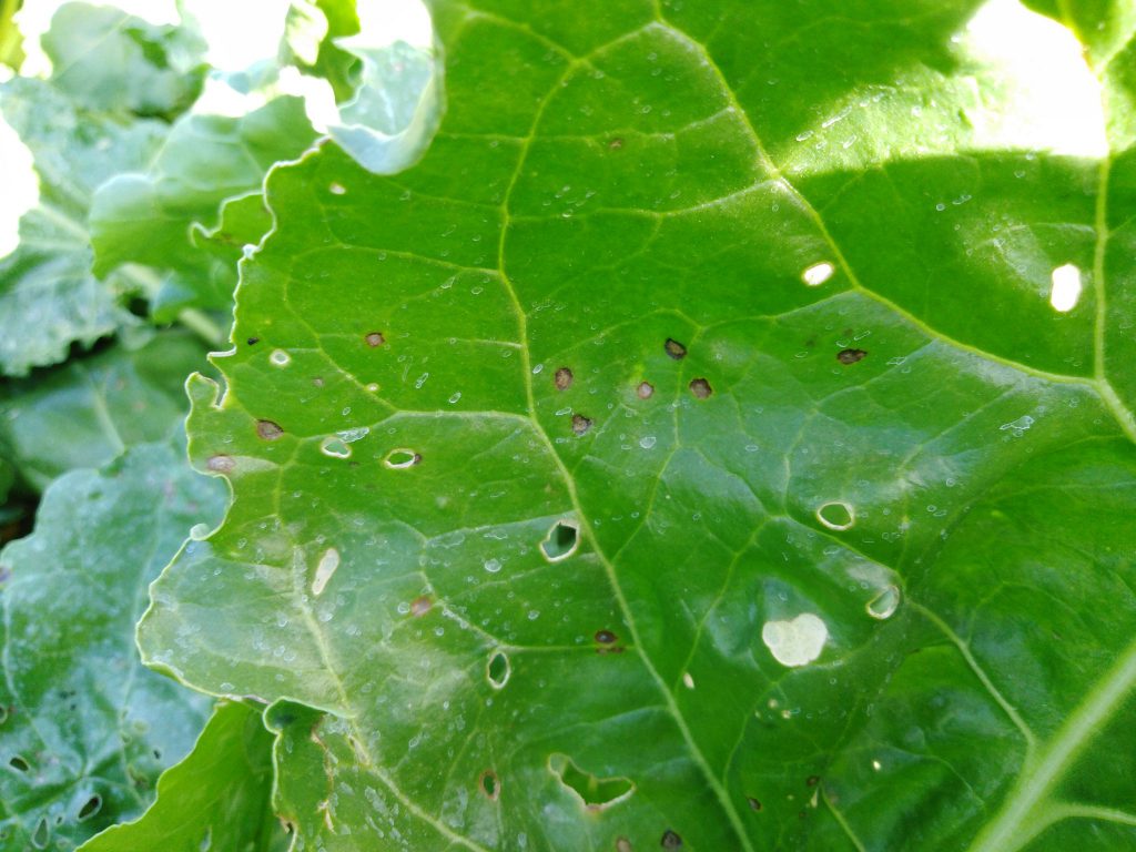 Imagen INCIDENCIAS: PLAGAS Y ENFERMEDADES