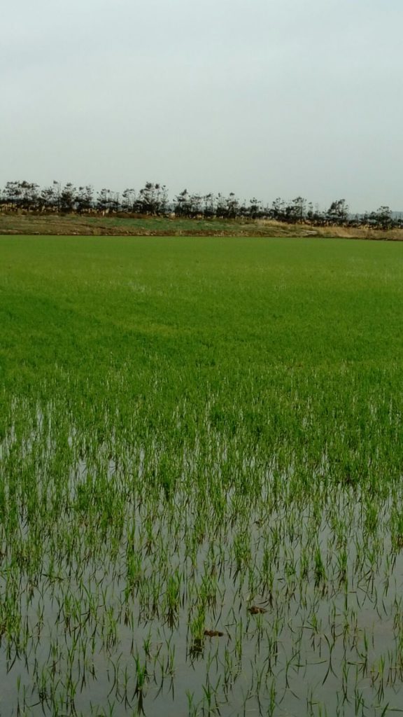 Imagen TRATAMIENTOS RECOMENDADOS