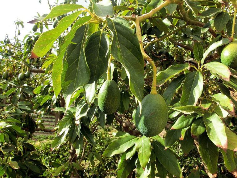 PRODUCCIÓN INTEGRADA DE AGUACATE