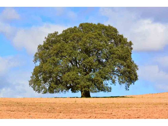 PUBLICADA LA CAPA DE MONTANERA Y SUPERFICIE ARBOLADA CUBIERTA DE QUERCUS EN ANDALUCÍA PARA 2021