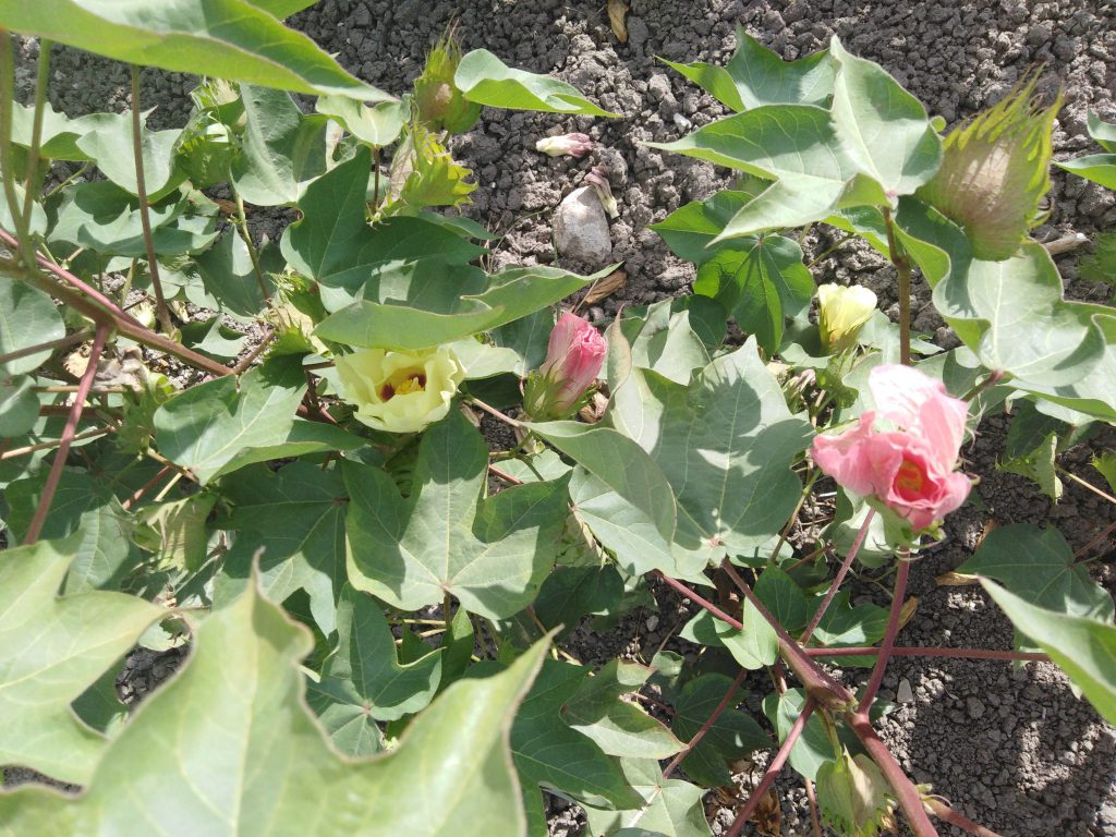 Imagen PUBLICADAS LAS BASES REGULADORAS PARA SUBVENCIONES POR SUSCRIPCIÓN DE SEGUROS AGRARIOS