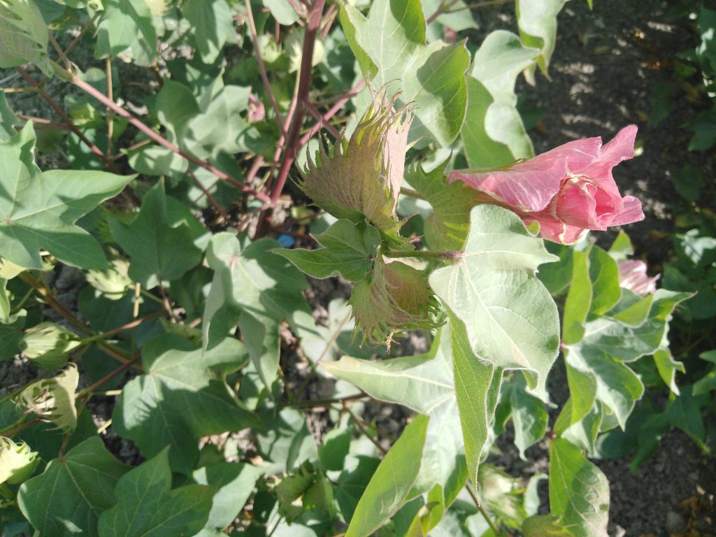 Imagen ESTADO FENOLÓGICO DEL CULTIVO