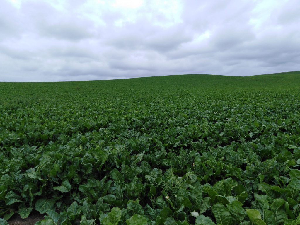 Imagen ESTADO FENOLÓGICO DEL CULTIVO