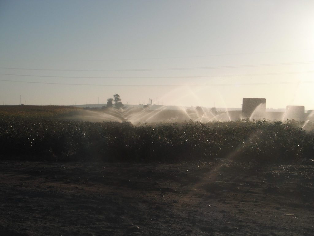 Imagen PRÁCTICAS RECOMENDADAS, PROHIBIDAS, OBLIGATORIAS EN PRODUCCIÓN INTEGRADA