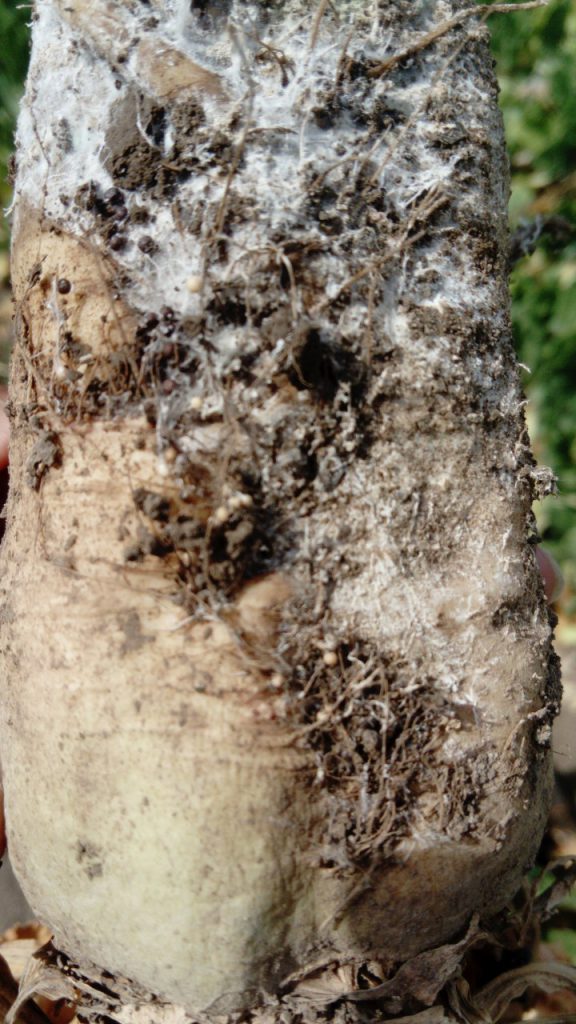 Imagen INCIDENCIAS: PLAGAS Y ENFERMEDADES