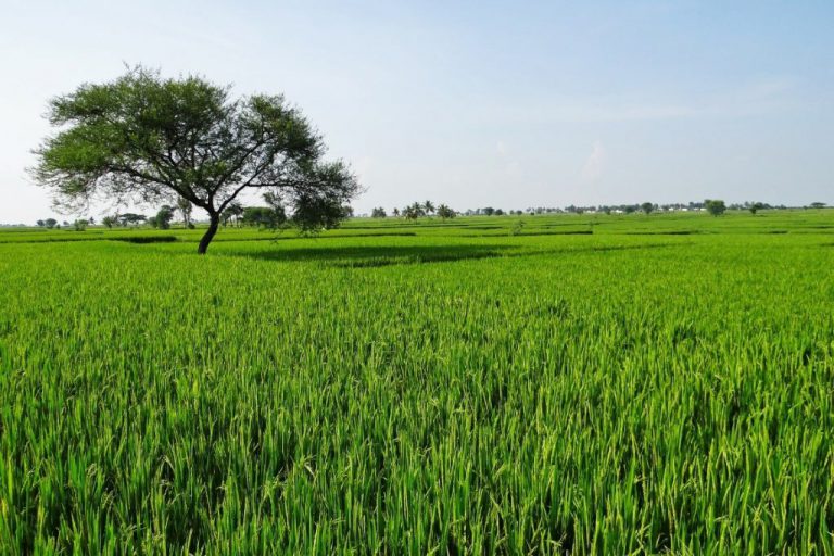 RECORDATORIO SEGUROS AGRARIOS