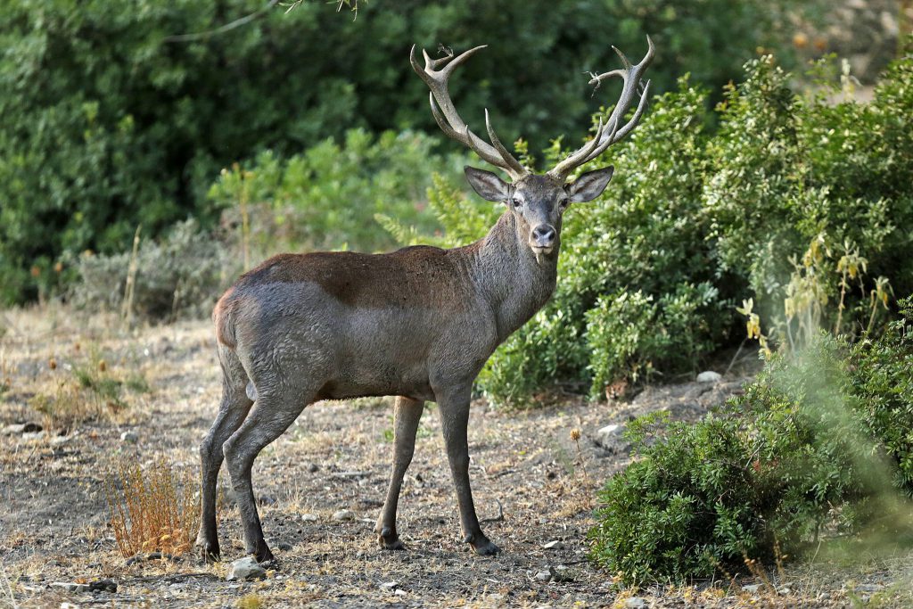 Imagen PERMISOS PARA MONTERÍAS GANCHOS, BATIDAS, OJEOS, Y CAZA POR DAÑOS