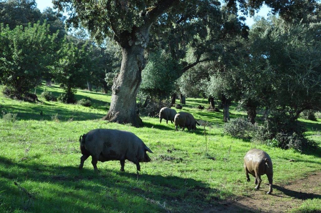 Imagen ACUERDO ENTRE LA JUNTA DE ANDALUCÍA Y EXTREMADURA PARA EL GANADO PORCINO DE MONTANERA