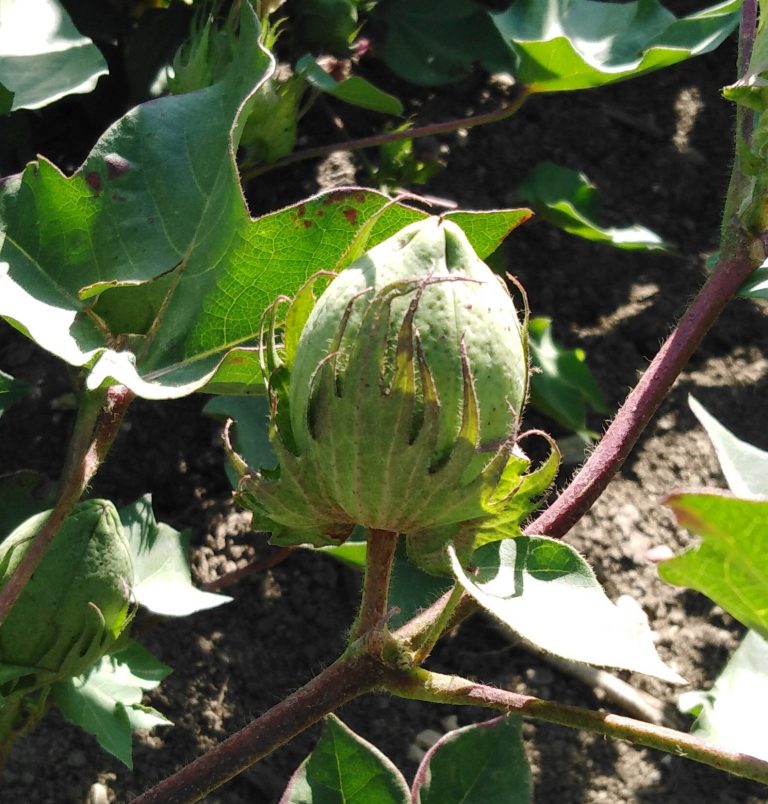 ESTADO FENOLÓGICO DEL CULTIVO