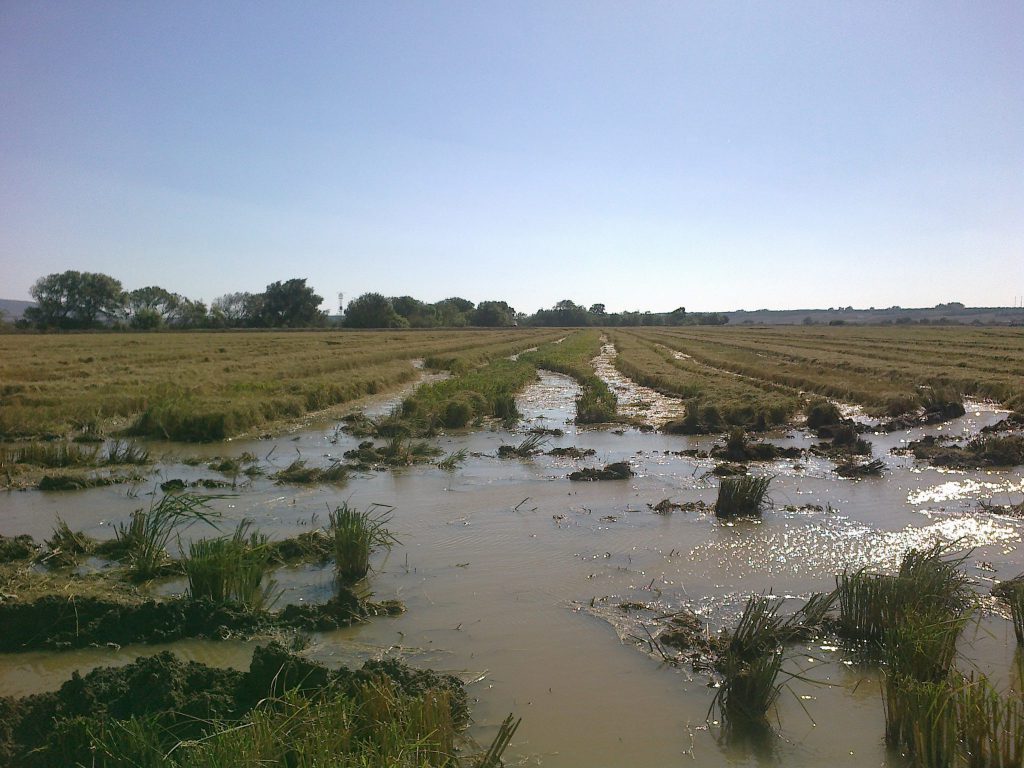 Imagen PRÁCTICAS RECOMENDADAS, PROHIBIDAS, OBLIGATORIAS EN PRODUCCIÓN INTEGRADA