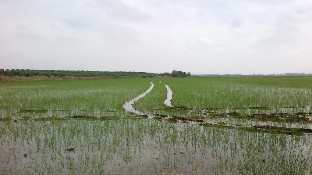 Imagen INCIDENCIAS: PLAGAS Y ENFERMEDADES