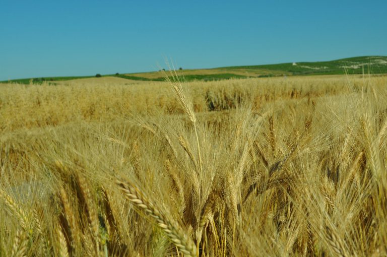 SEGUROS HERBÁCEOS EXTENSIVOS