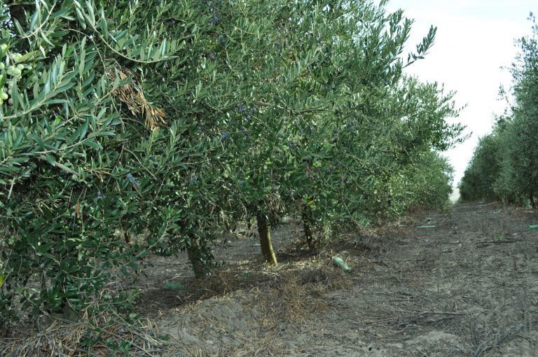 SE SUSPENDE LA RECOGIDA NOCTURNA DE ACEITUNAS EN OLIVARES SUPERINTENSIVOS POR POSIBLES DAÑOS A AVES SILVESTRES