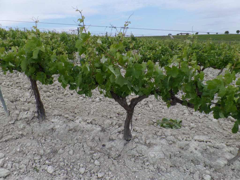 Imagen MODIFICACIÓN REAL DECRETO POR EL QUE SE REGULA EL POTENCIAL VITÍCOLA