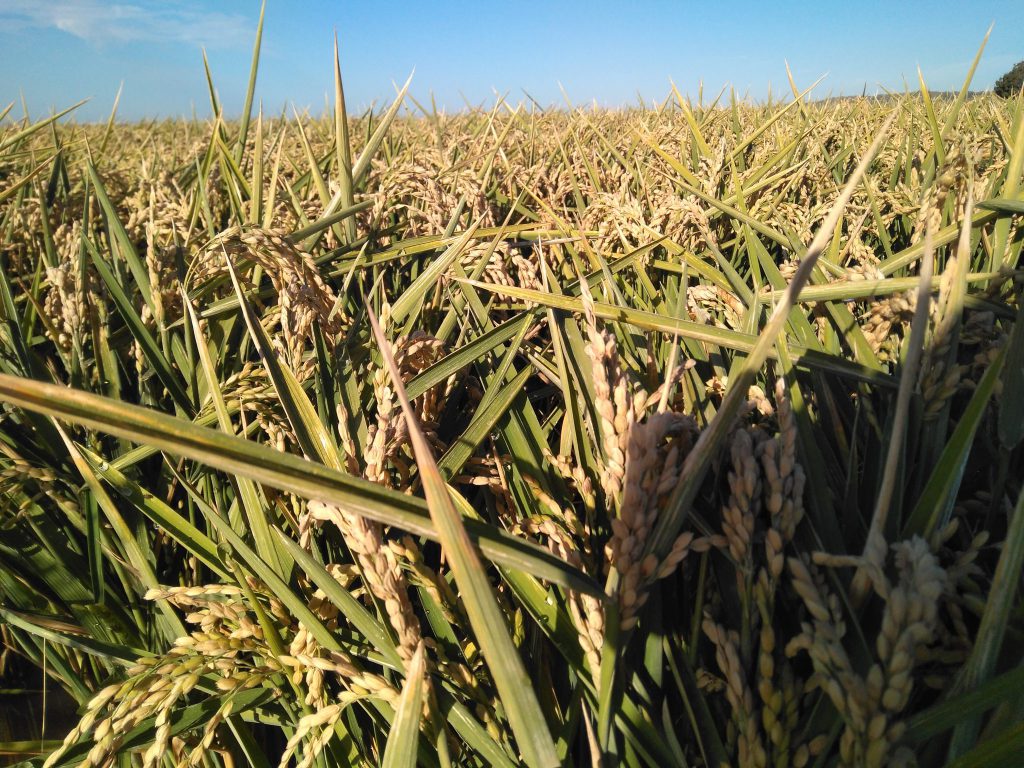 Imagen ESTADO FENOLÓGICO DEL CULTIVO