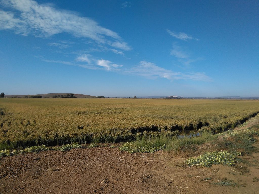 Imagen MATERIAS ACTIVAS Y AUTORIZACIONES EXCEPCIONALES