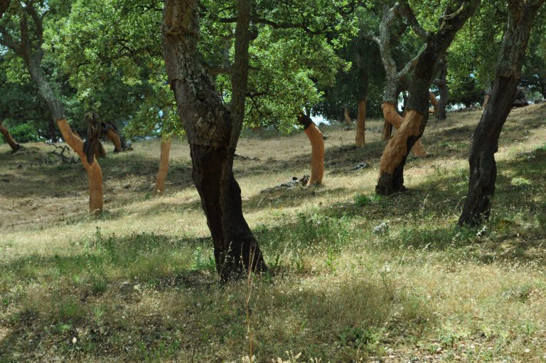 REGISTRO DE EXPLOTACIONES AGRARIAS Y FORESTALES (REAFA)